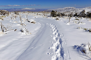 Fototapeta na wymiar Snow covered alpine terrain in the Mount Charleston region, popular hiking and climbing spots in the Spring Mountains, near Las Vegas Nevada, USA