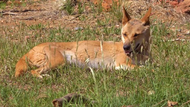 A dingo wild dog lies in the grass in Australia.
