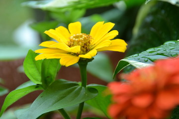 yellow flower