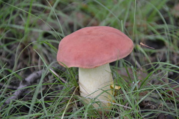 mushroom in grass
