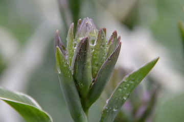 bud of a flower