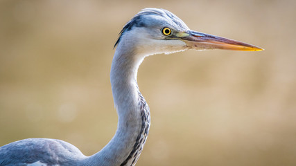 Isolated grey heron portrait in the wild- Israel