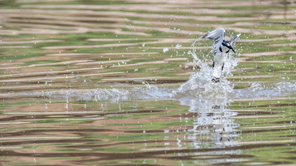 Pied King Fisher bird feeding in the wild- Israel