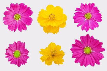 Blurred for Background.Beautiful Pink Cosmos isolated on the white background. Photo with clipping path.