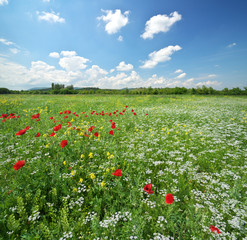 Spring meadow and beautiful flower at day.