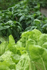 fresh lettuce growing in the garden