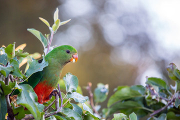 king parrot in apple tree with apple in beak