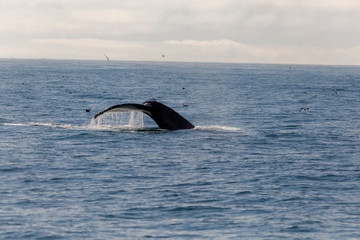 Obraz premium Whale in gulf of Alaska