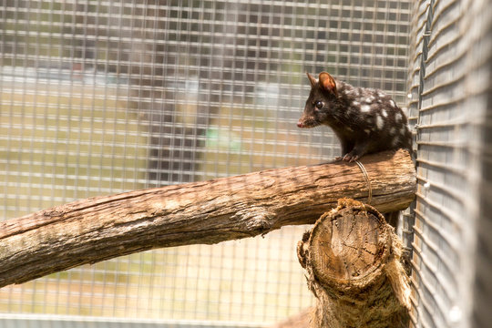 Eastern Quoll