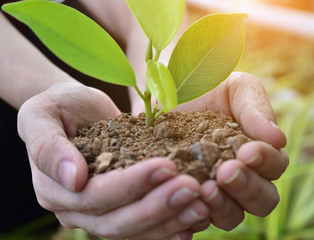 People planting trees