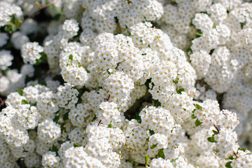Blooming bush of spirea. Spring time. Spirea blossom