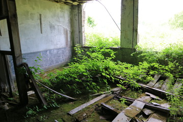 garden in abandoned house