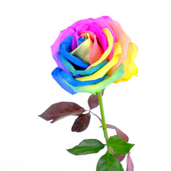 Fototapeta na wymiar rainbow rose flower on white background
