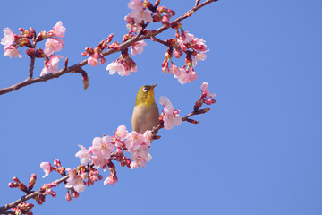 メジロと河津桜
