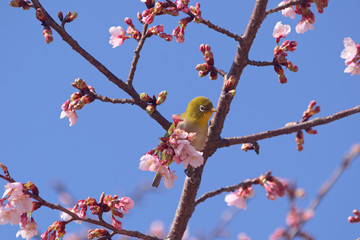 メジロと河津桜