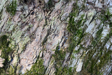 Background of tree bark with green moss on it close up