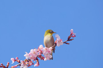 メジロと河津桜