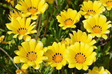 ガザニアの花壇１