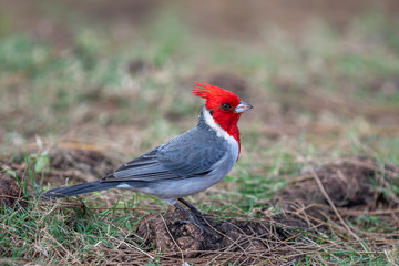 Red-Crested Cardinal in Hawaii.