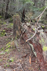 Patagonia, Chile, Sur, Austral, Lago Verde, Vacaciones, naturaleza, viaje, travel, descanso, bosque