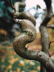 Curved branch