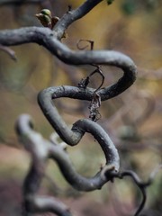 Curved branch