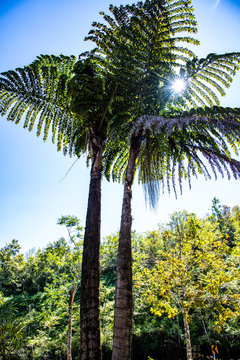 Giant gishtail palm in Doi Phu Kha national park