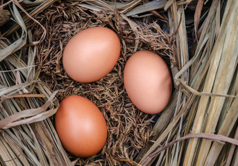 chicken eggs on hay, close-up 