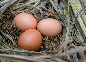 chicken eggs on hay, close-up 