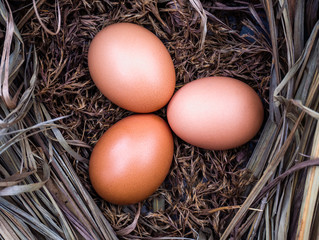 chicken eggs on hay, close-up 