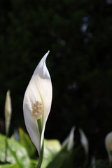 Fototapeta premium スパティフィラムの花