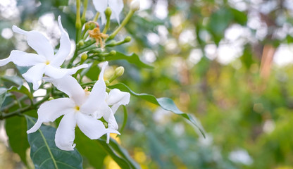 Naklejka premium white flower on background