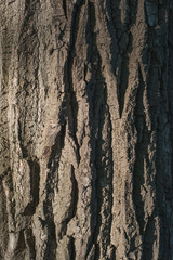 Old Wood Tree bark Texture Background Pattern.  vertical image