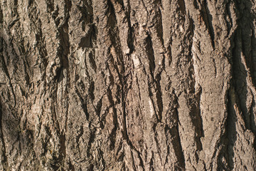 Old Wood Tree bark Texture Background Pattern.  horizontal image