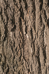 Old Wood Tree bark Texture Background Pattern.  vertical image