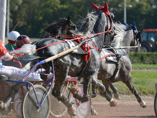 Horses trotter breed in harness horse racing on racecourse. 