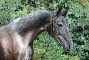 Beautiful portrait of a gray sport horse on green  background in summer