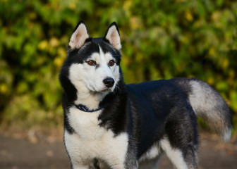 Strong black-white siberian husky dog standing on green background