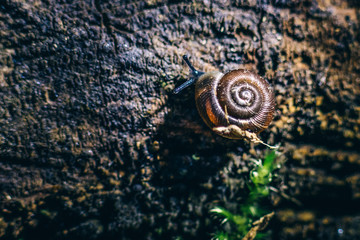 snail