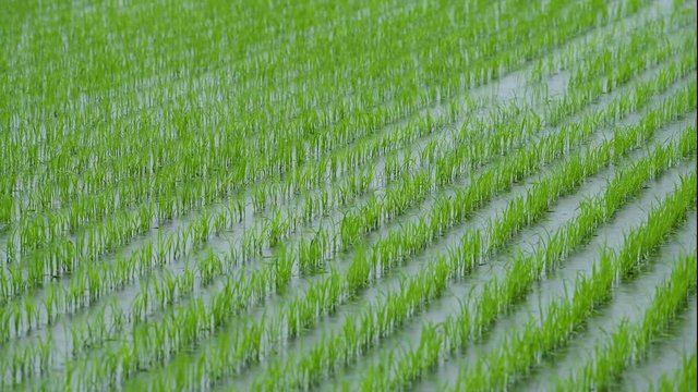 田植えを終えたばかりの水田に降る雨