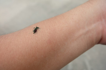 Closeup Mosquito sucking blood on the human skin's arm.