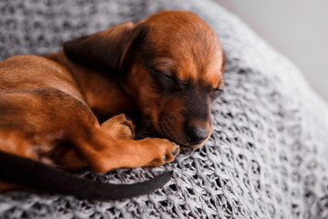 Dachshund puppy sleeping in her bed.