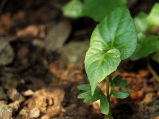 green plant in the garden