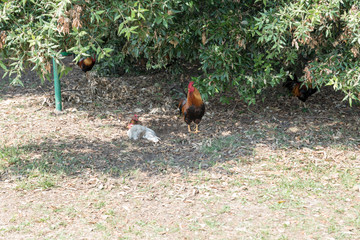 Red rooster in the meadow
