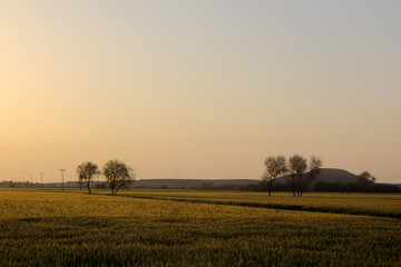 Wheat fields in interior of sindh province, Pakistan. The golden hour light brought out the colour well. 