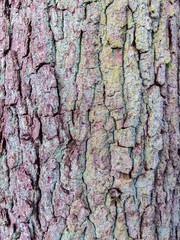 Texture of tree bark
