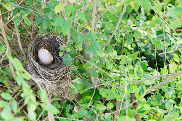 Bird nest with egg