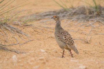 Grey francolin (Francolinus pondicerianus). Al Qudra lake. United Arab Emirates