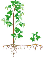 Raspberry plant (floricane) with unripe green berries, leaves and root system isolated on white background