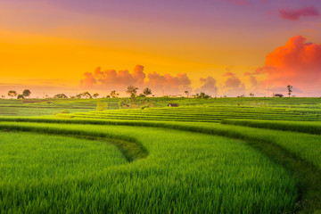Fototapeta na wymiar indonesia beauty landscape at paddy fields in north bengkulu natural beauty of bengkulu utara indonesia with mountain barisan and green nature